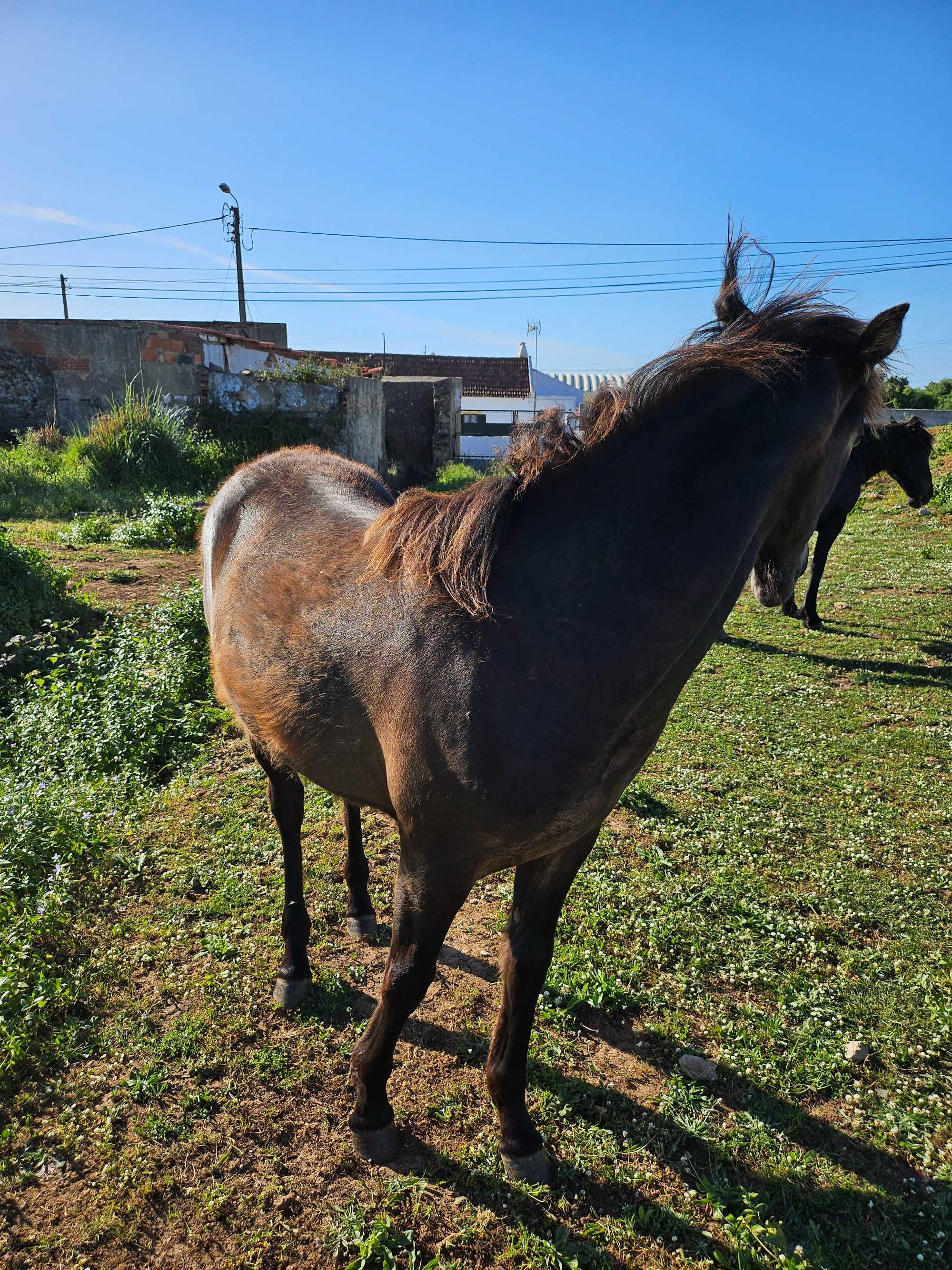 Cavalo,  egua com 9 meses