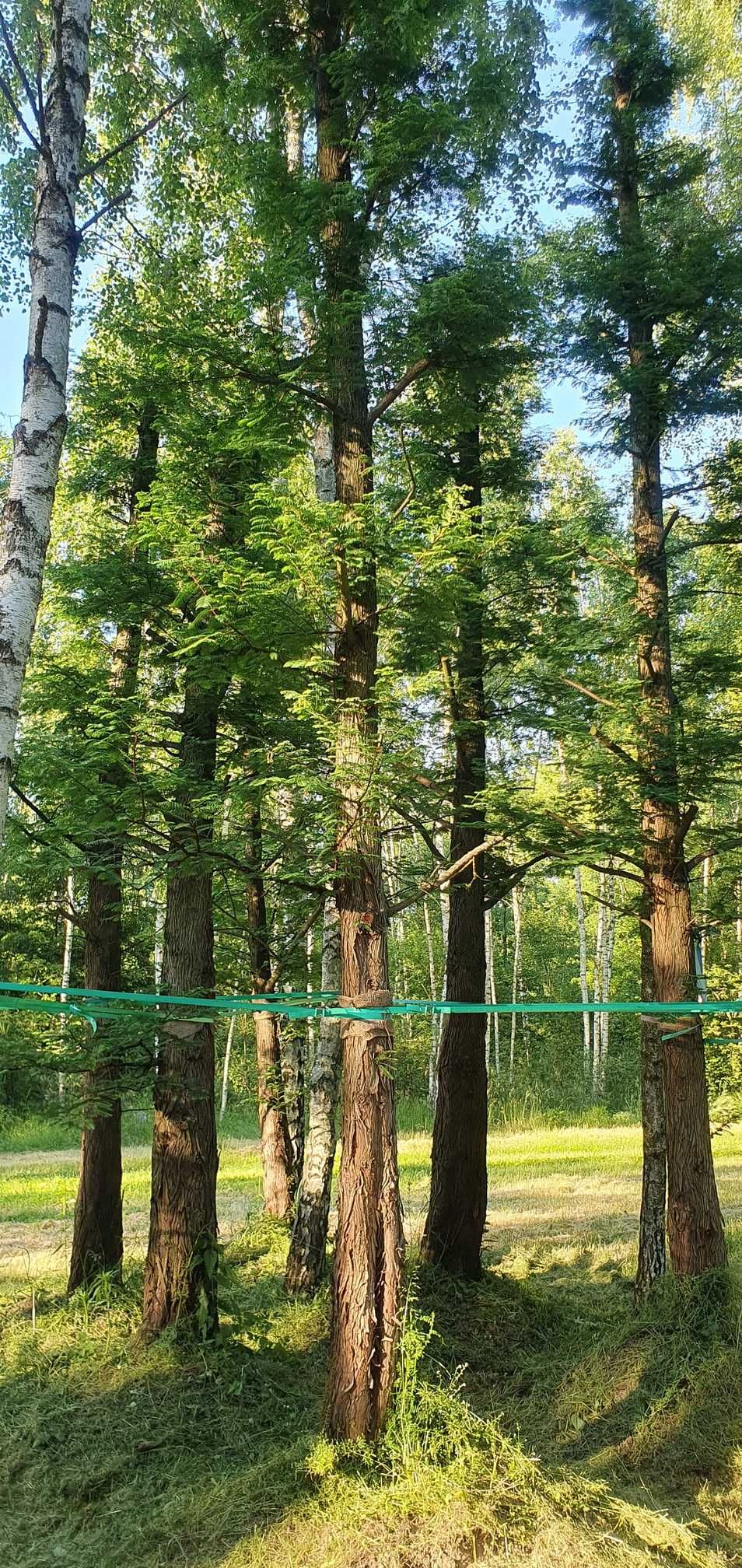 Metasekwoja chińska. Duże drzewa, drzewo obwód pnia 50-75 cm, 6 m wys.