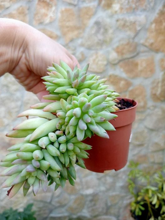 Planta suculenta