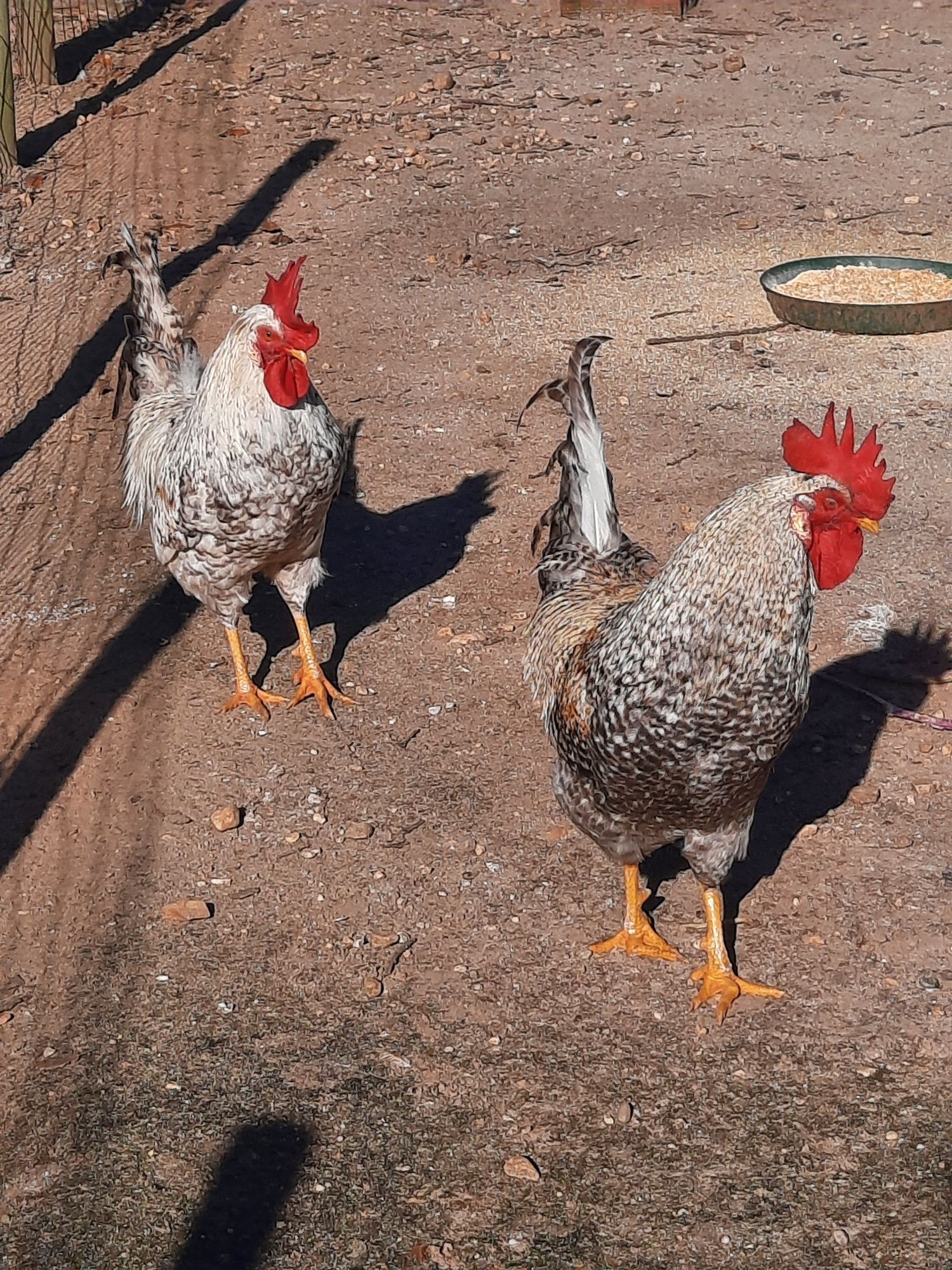 Galinhas de raça-ovos