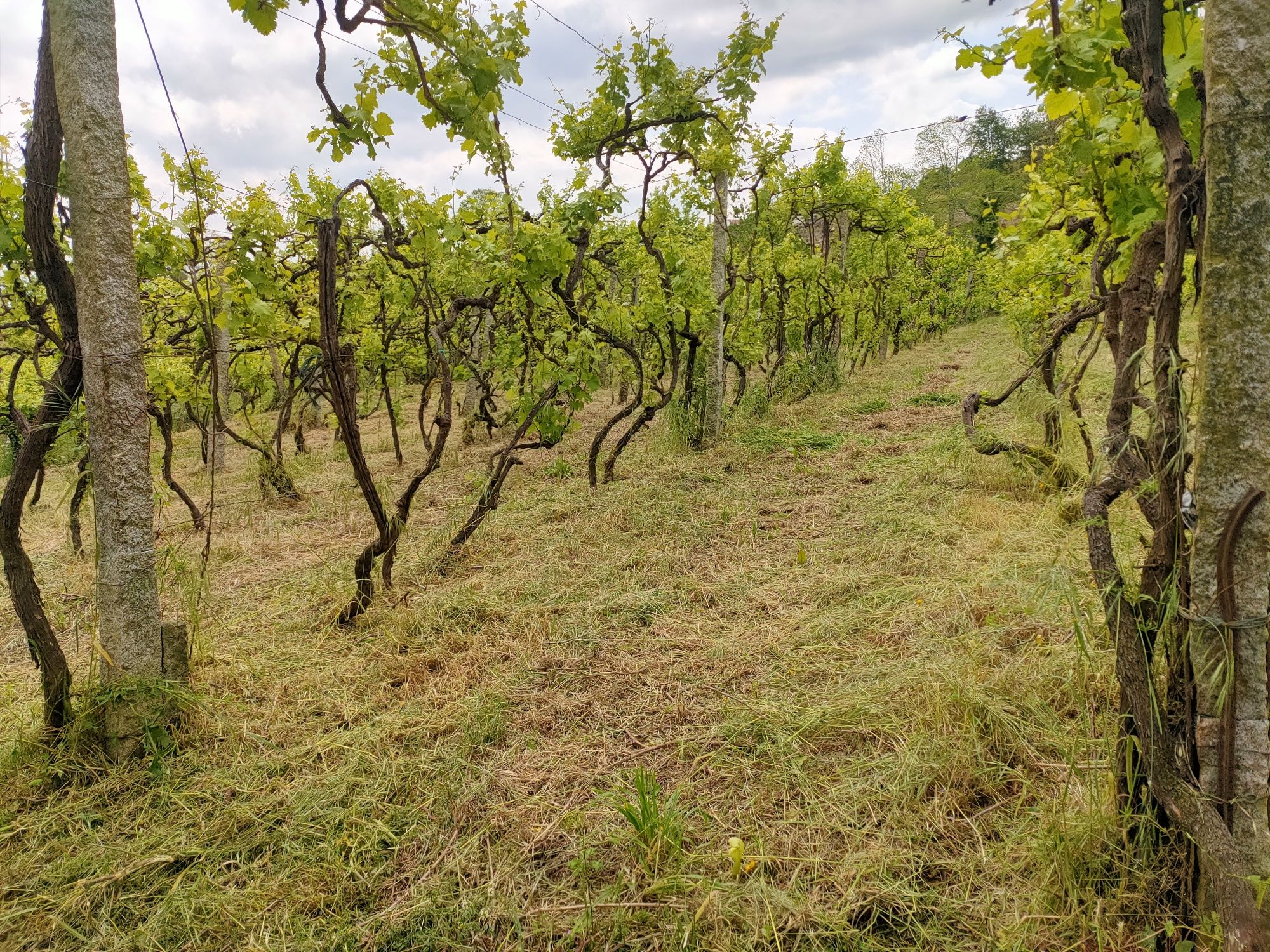 Frezar, limpeza terreno