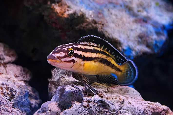 Trio Julidochromis Ornatus