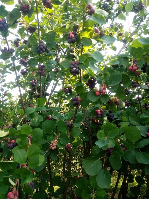 100 % soki naturalne bez cukru malinowy jabłkowo-malinowy truskawkowy