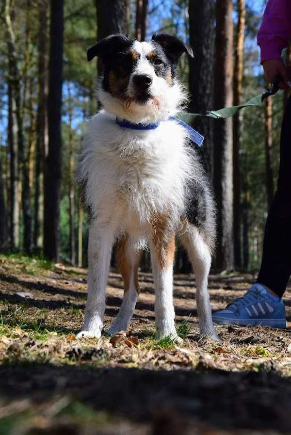 Dagi- daj mu szansę i pokochaj !
