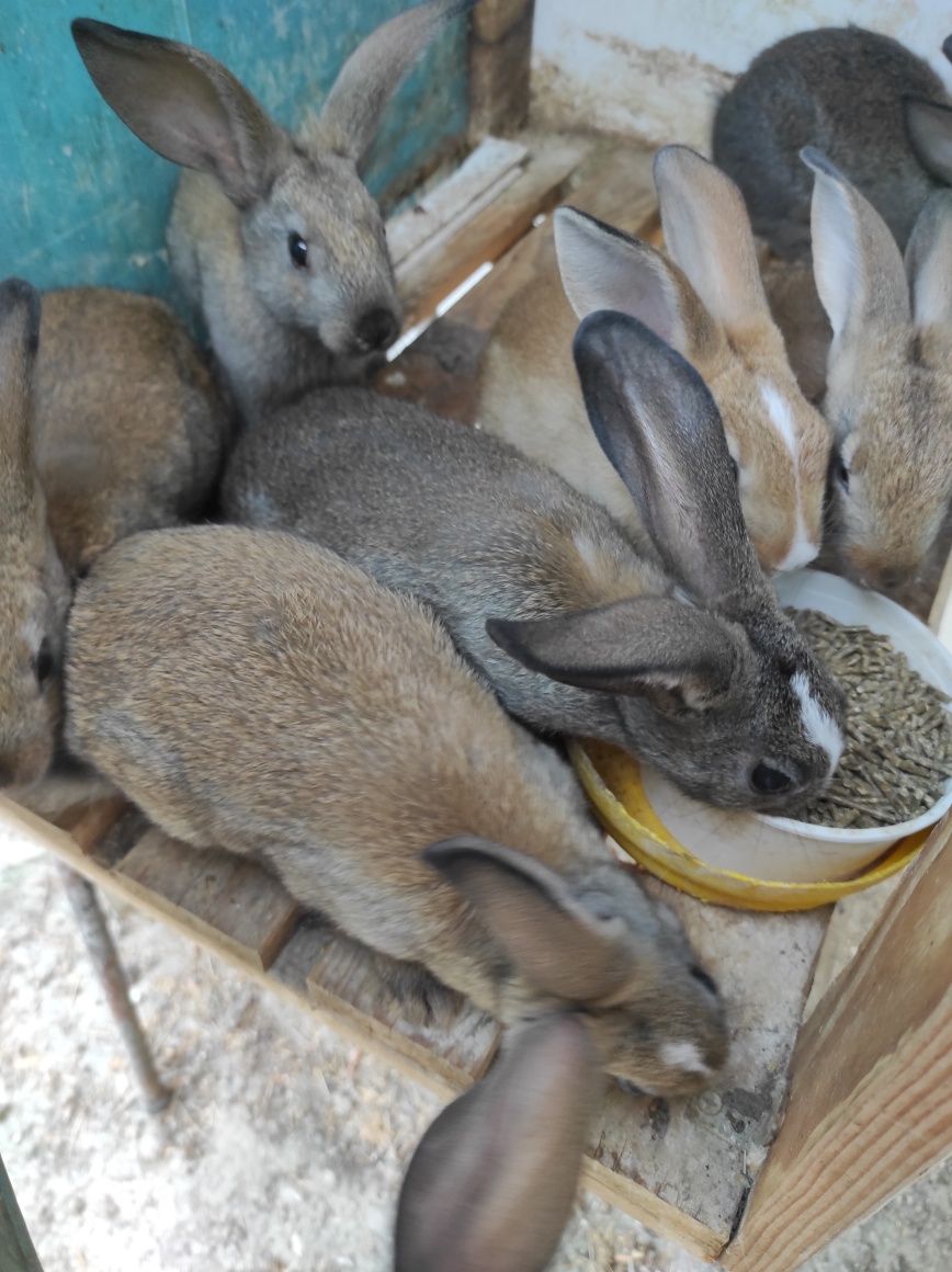 Coelhos para criação