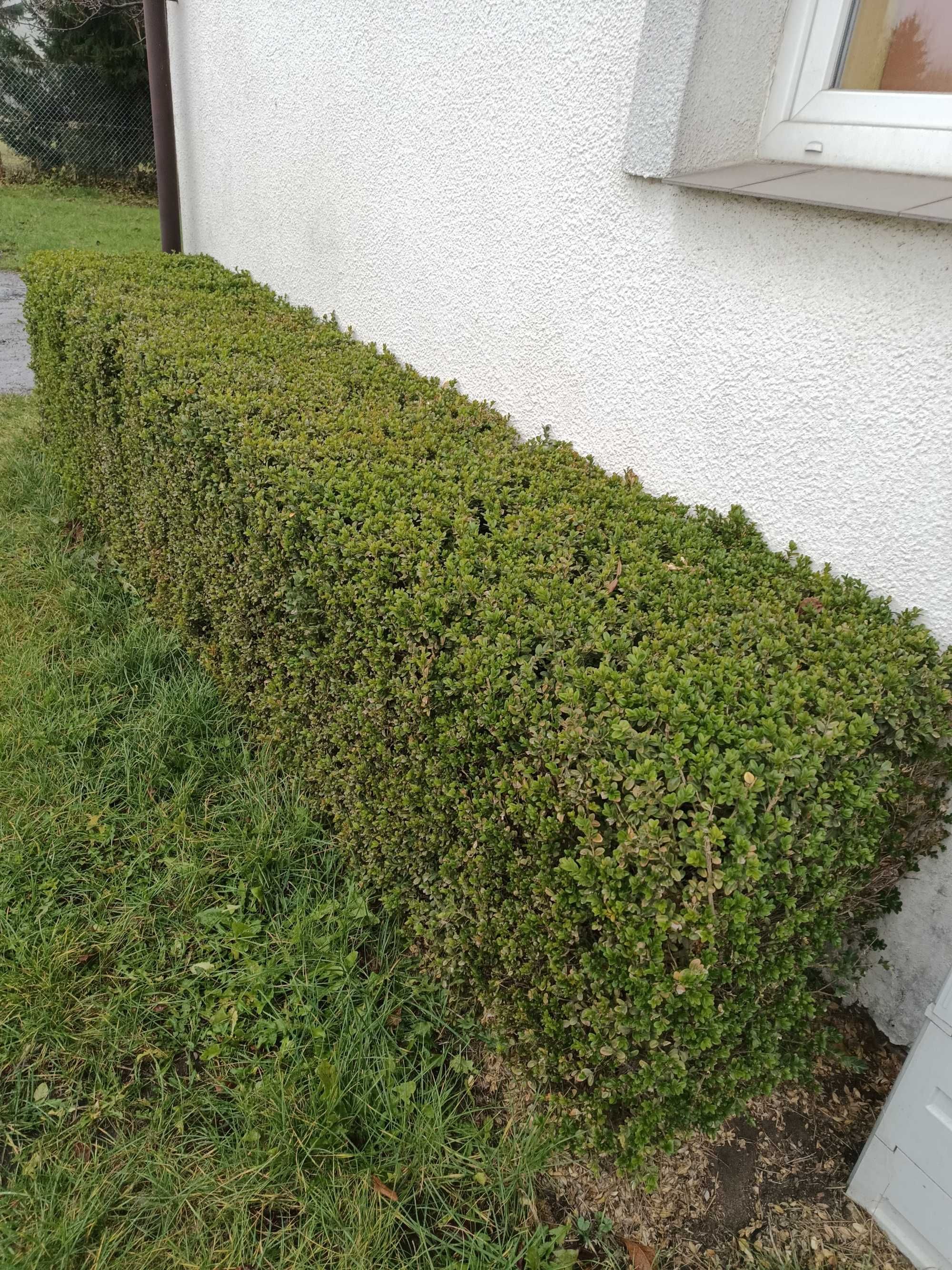 Bukszpan -oddam za darmo wys. 0,8m ok.20szt. Na wiosnę usunę.