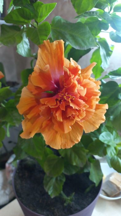 Гібіскус сортовий