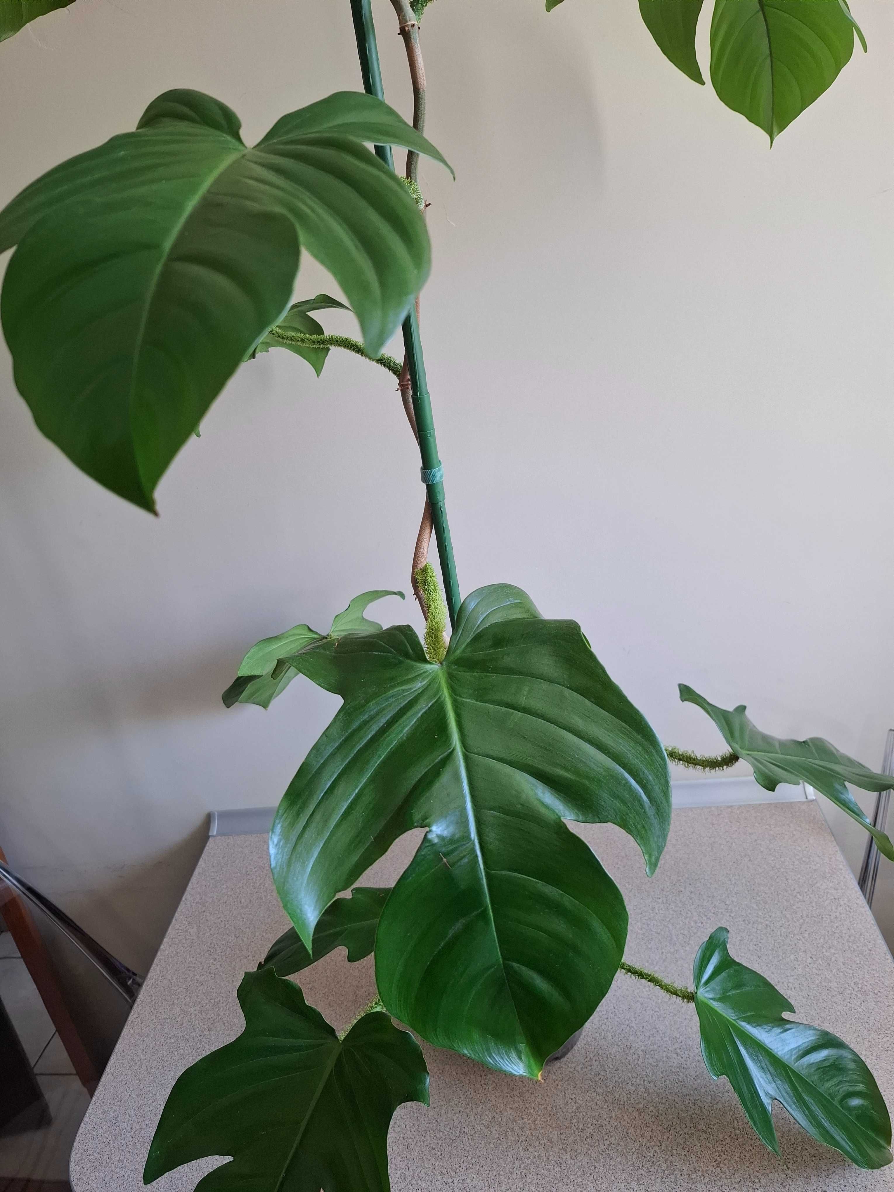 Philodendron squamiferum 160 cm