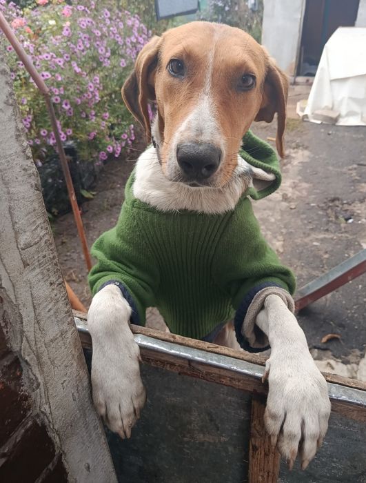 Гончак в добрі руки