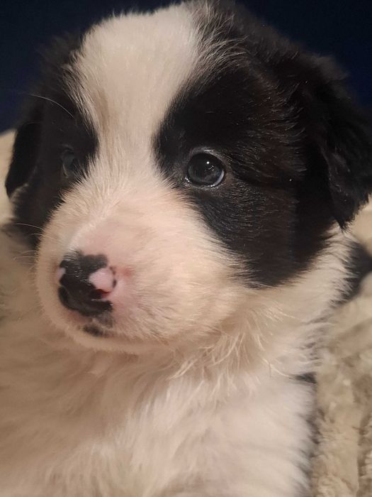 Border Collie Szczeniak Chłopiec