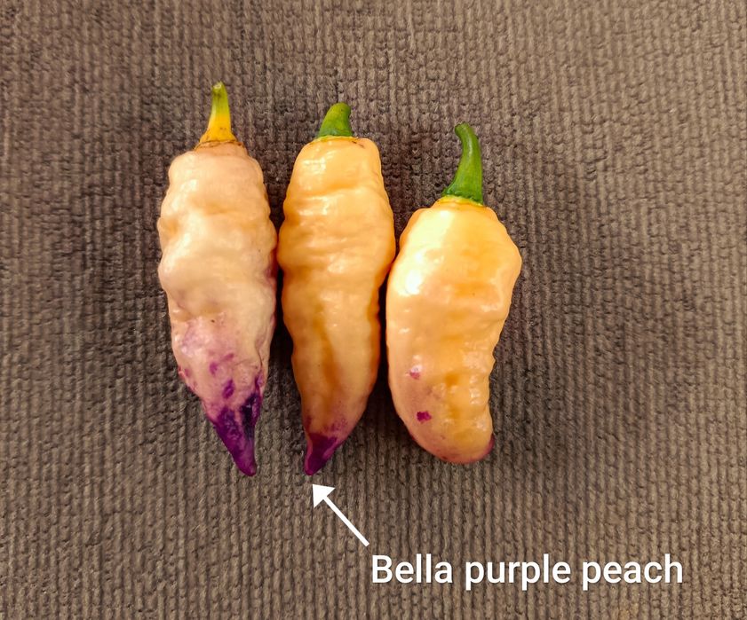 Caixa de malaguetas frescas ardência Média/Alta