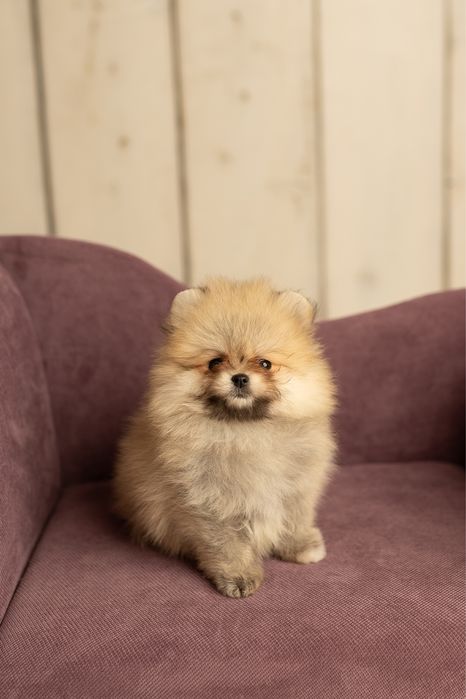 Pomeranian szczeniaczki FCI