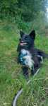 Alfa -  5 letnia panienka w typie fińskiego lapphund szuka domu