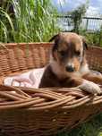 Owczarek szkocki collie