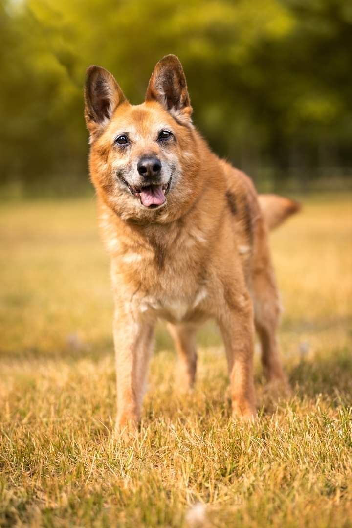 Piękny i bardzo kochany psiak szuka Dobrej Rodzinki Adopcyjnej!