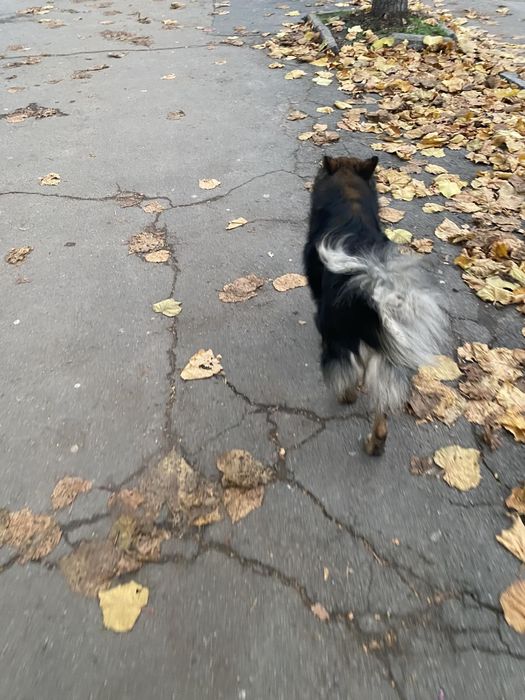 Вигул собак середніх порід та великих порід