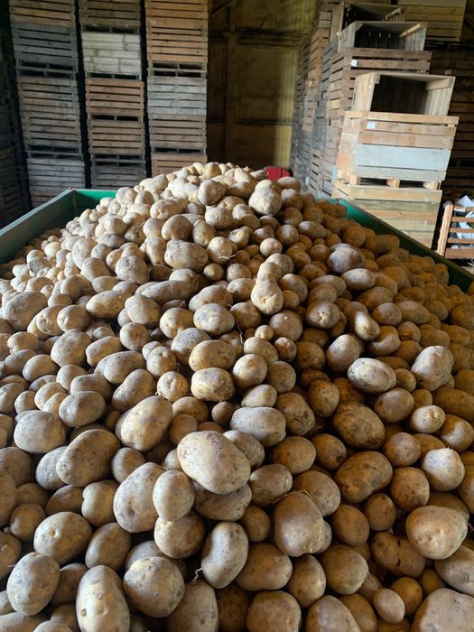 Ziemniaki żółte jadalne z jasnej ziemi. Soraya Lord, Denar Lilly Jurek