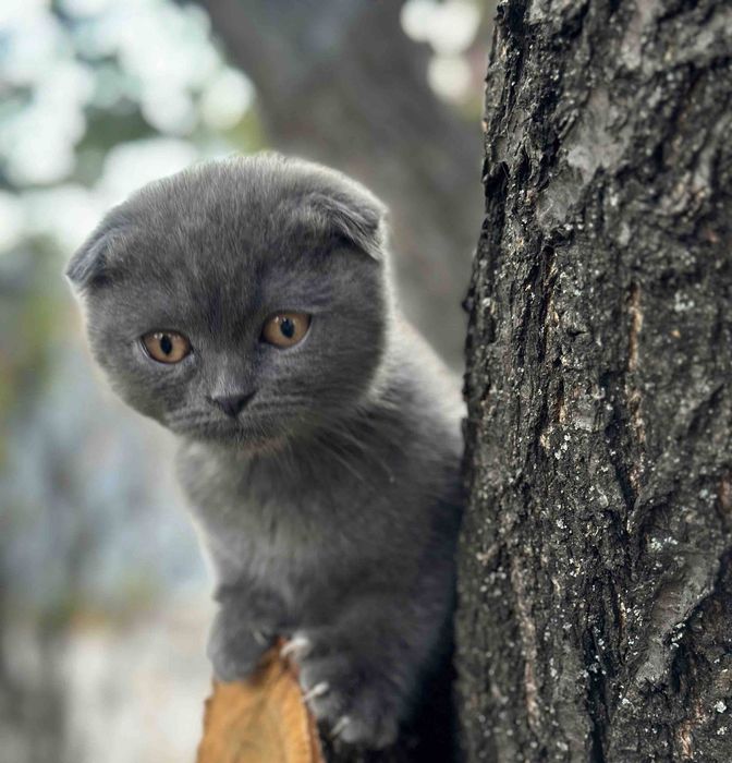 Продам шотландско весловухих котят