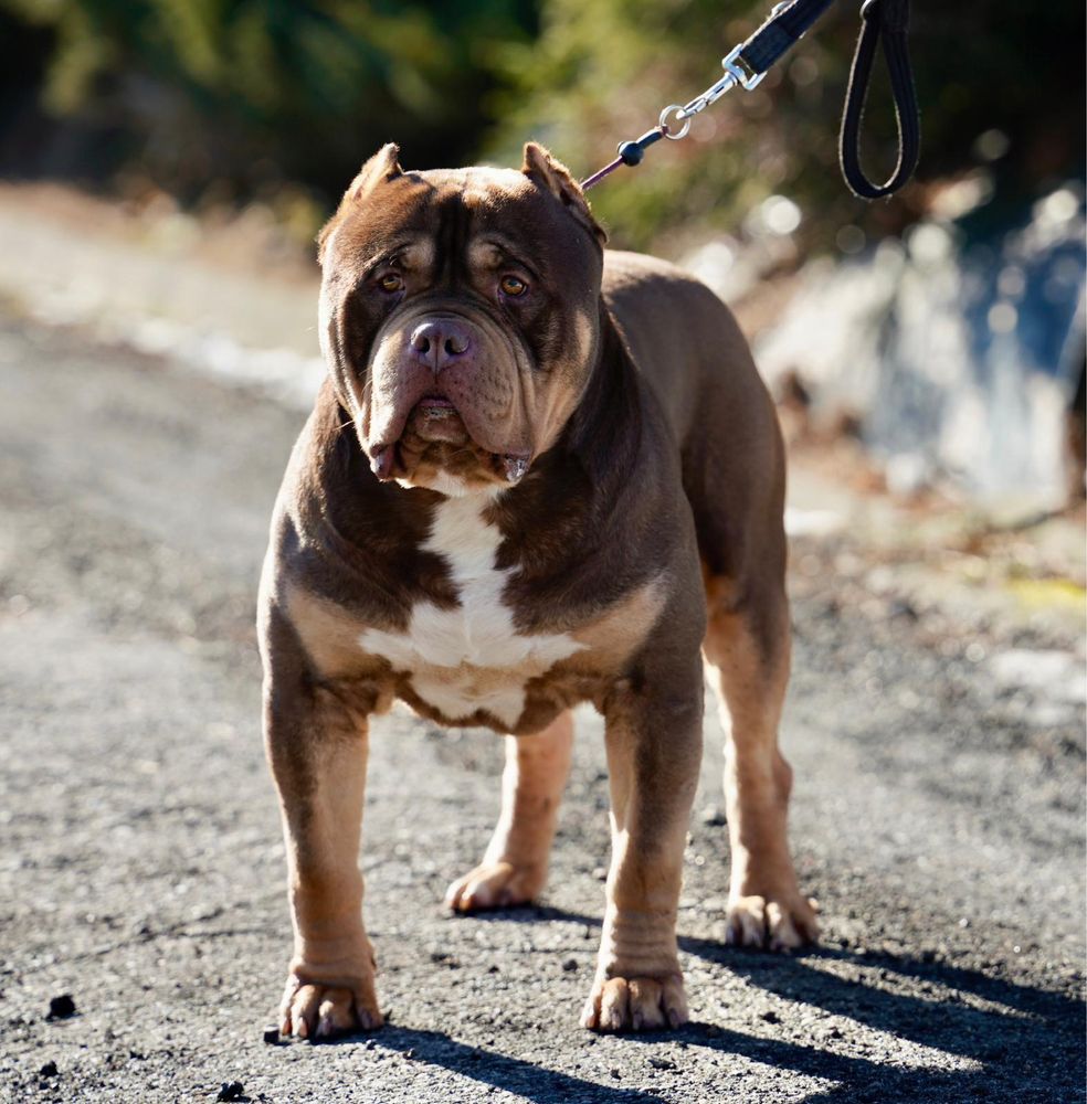 Suczka American Bully XL