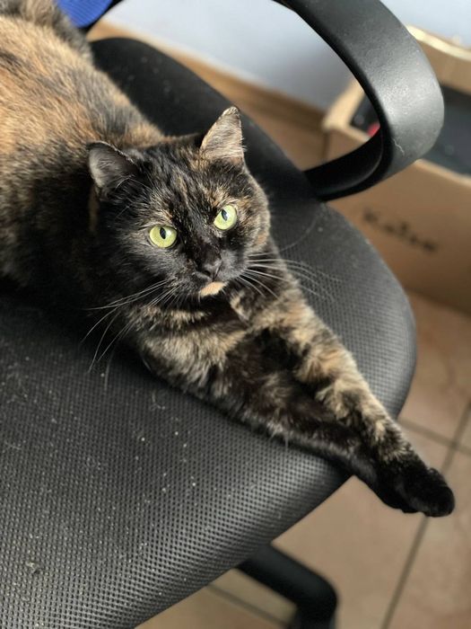 Кошка с непростой судьбой в поисках дома