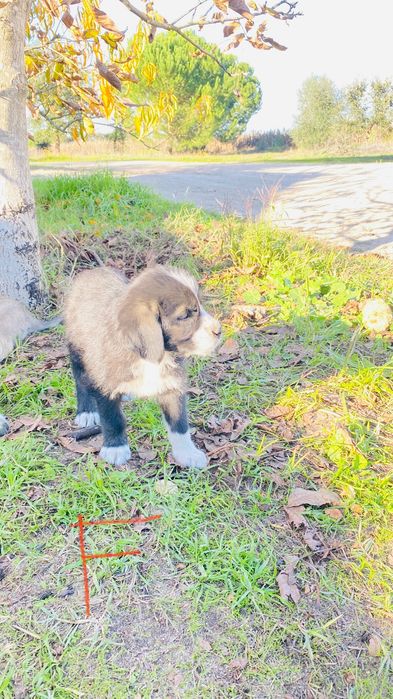 Cadelinha para adoção