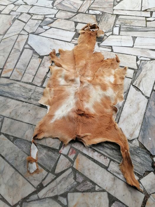 Pele seca de animal, para decoração
