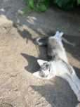 Котики  маленький с доставкой)