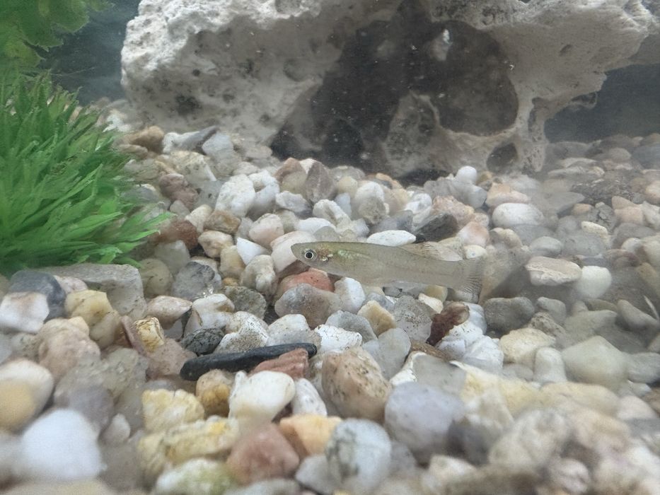 Peixe mosquito (Gambusia affinis)