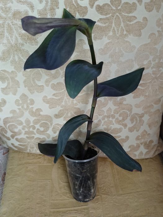 Плющ рео традесканції