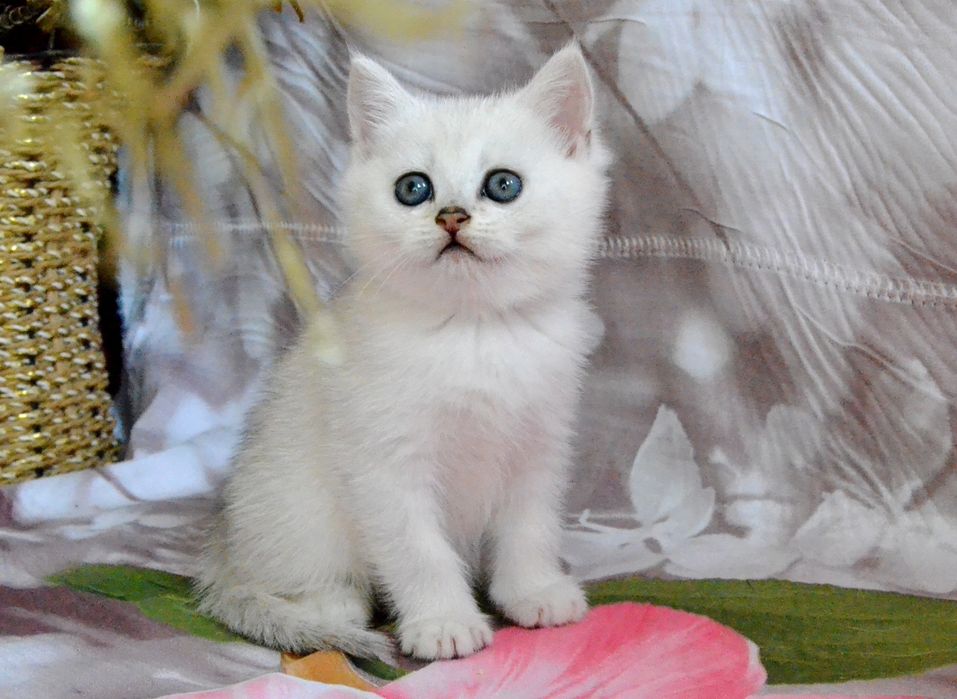 Котята серебристые шиншиллы