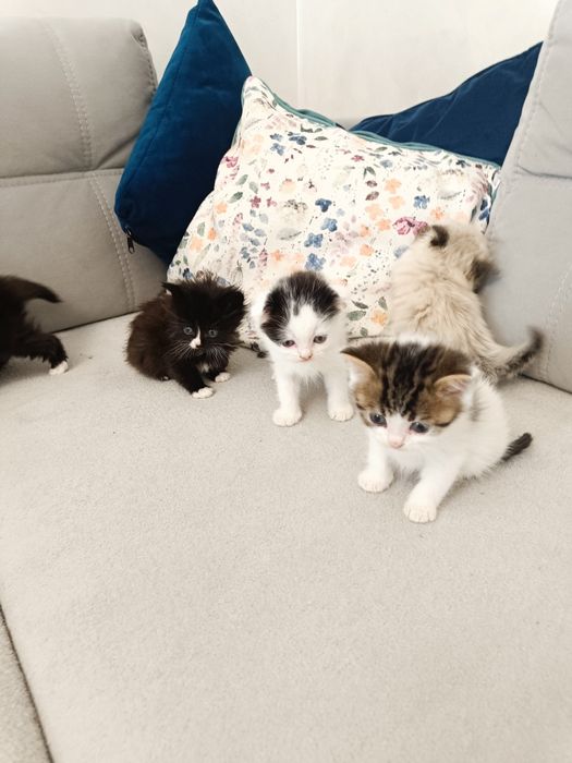 Кошенята з британським корінням