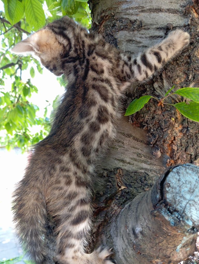 Бенгальские котята бенгалы