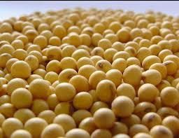 Продам насіння сої ГМО