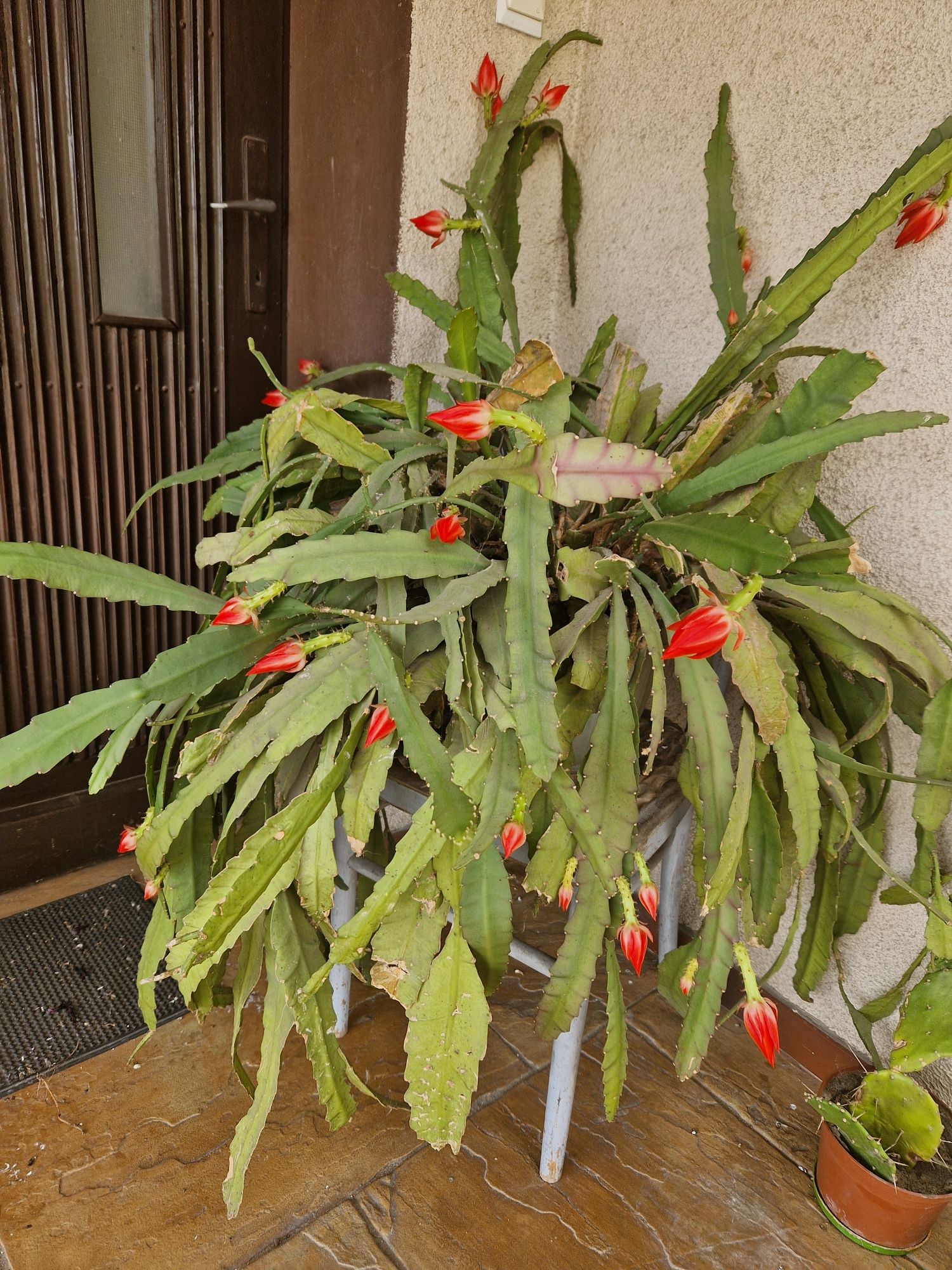 Kaktus Epiphyllum duży czerwony