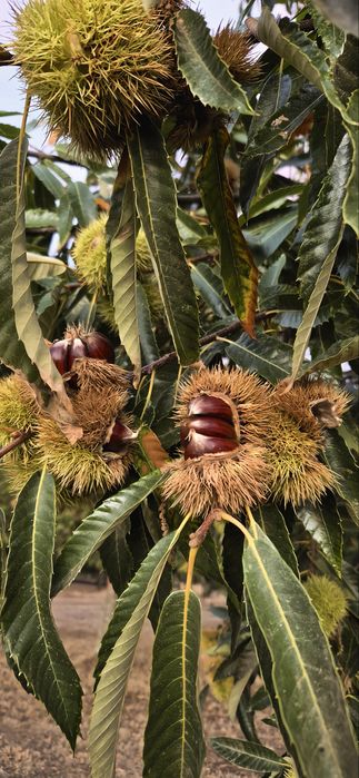Castanhas para venda