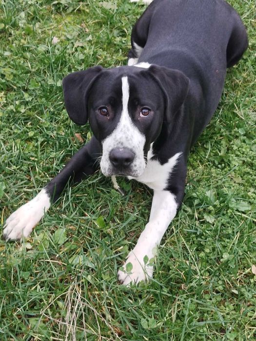 Віддам в добрі руки собаку породи Американський підбуль