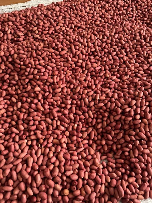 Арахіс урожай 2025 року