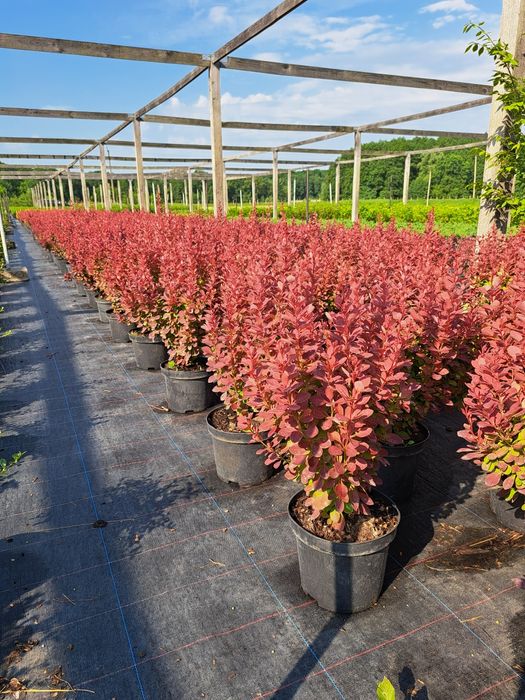 Барбариси Великі в 3л контейнерах