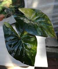 INTERNATION. Alocasia Yucatana Princess Variegata philodendron alokazj