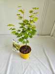 Klon palmowy – Jordan (Acer palmatum 'Jordan')