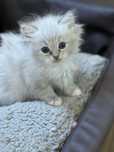 Ragdoll LYNX - wyjatkowy kotek - FIFe/FPL