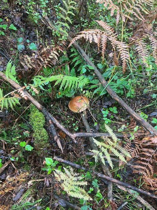 Sprzedam działkę leśną