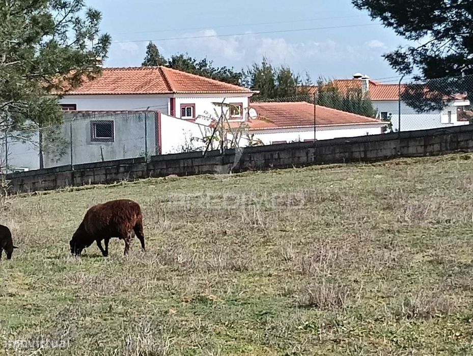 Terreno de 6.200m2 na Lapa (Cartaxo)