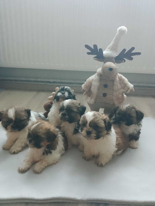 Shih Tzu szczeniaczki
