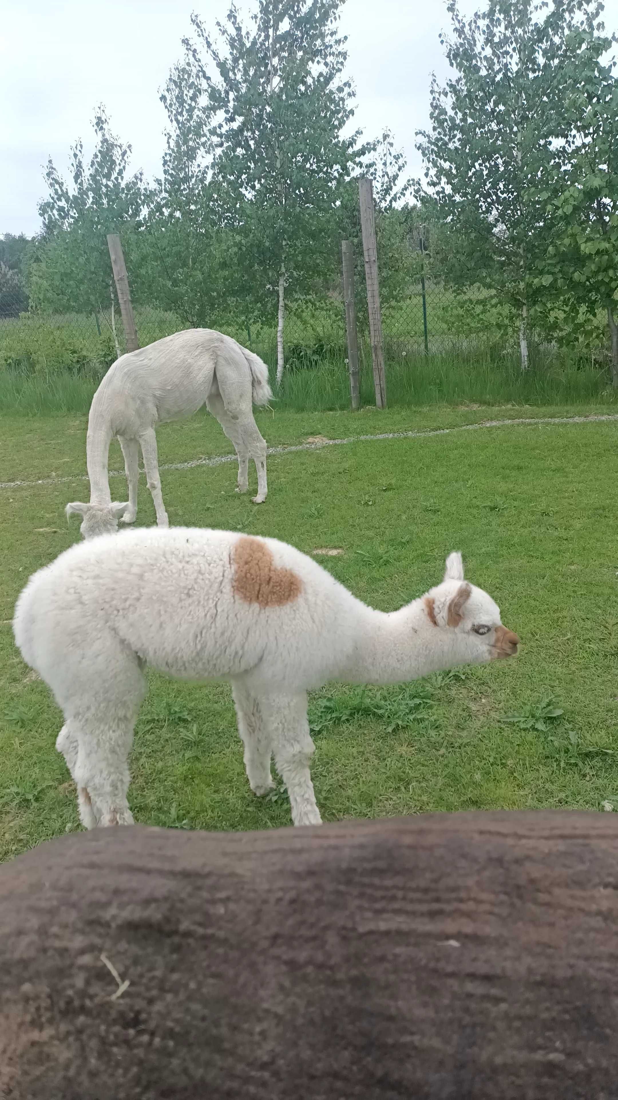 Alpaka huacaya samice,stado