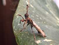 Phyllocrania paradoxa