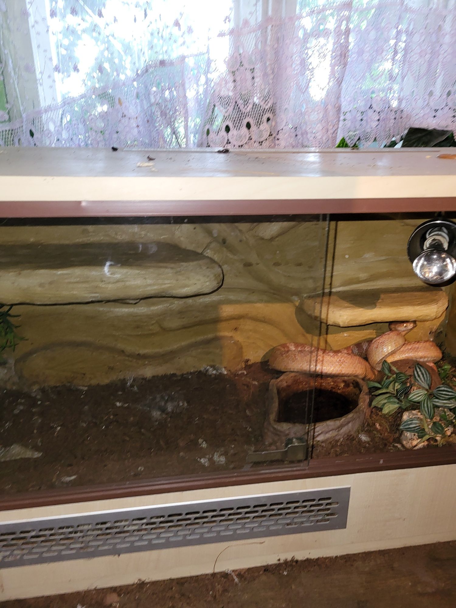 Terrarium z wężem zbożowym