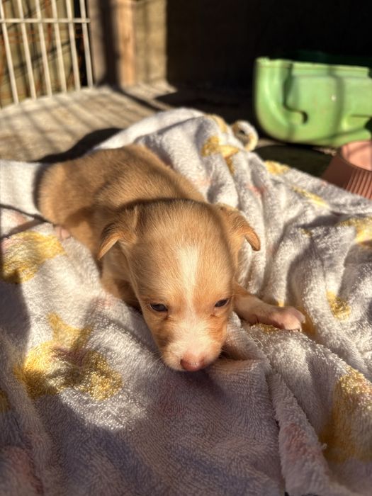 PARA DOAÇÃO - Cães de porte pequeno com 1 mês