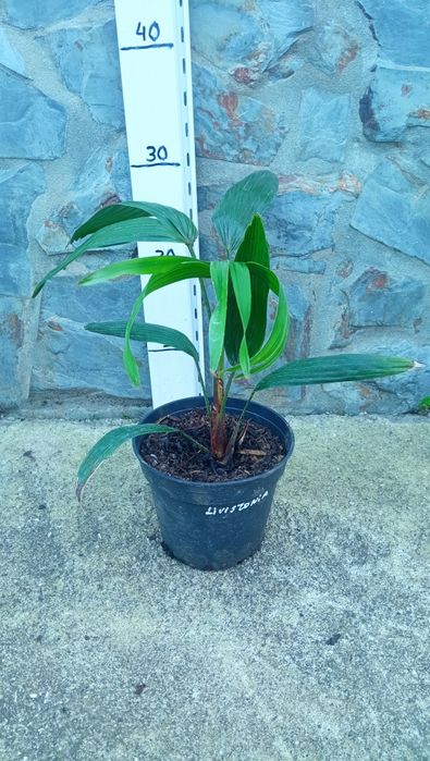 Palmeira Livistona