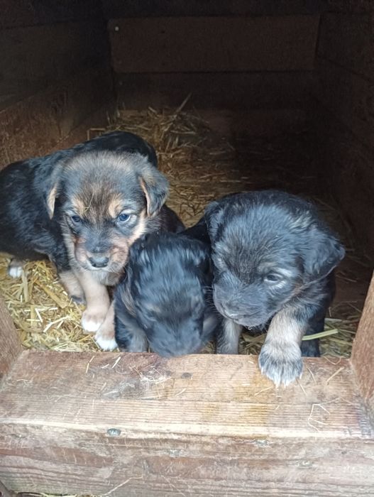 Oddam pieski w dobre ręce